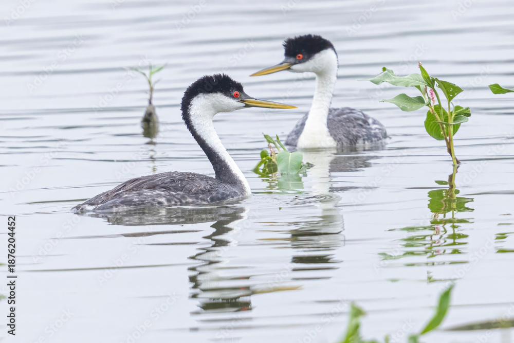 Obraz premium Wild western grebe floating in a pond in a park in Colorado