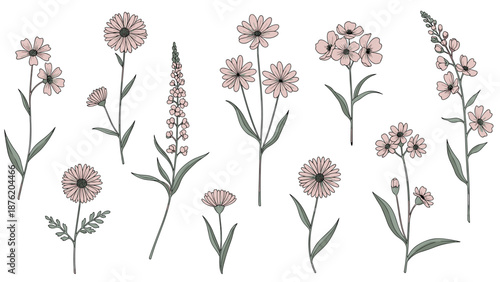 A beautiful collection of hand-drawn wildflowers in a delicate, sketchy style with soft pink petals and green stems, isolated on white background.
