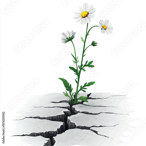 Resilient Daisy Plant Emerging from Cracked Earth