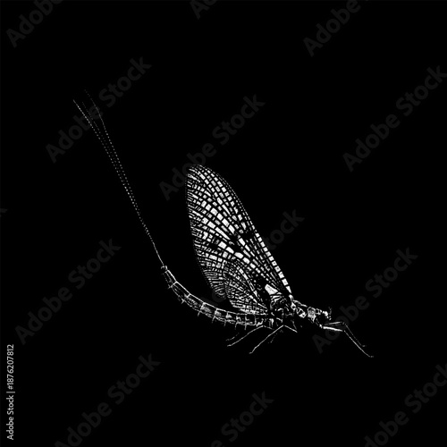Mayfly insect with detailed wings and delicate body, rendered in a minimalist black silhouette style, ideal for nature, entomology, and vintage design projects.
