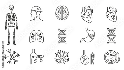 Human Anatomy Icons: Skeleton, Brain, Heart, Lungs, DNA, Stomach, Neuron