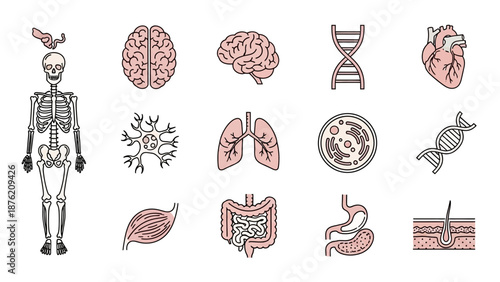 Human Anatomy Icons: Skeleton, Brain, Heart, Lungs, DNA, Cells, Organs
