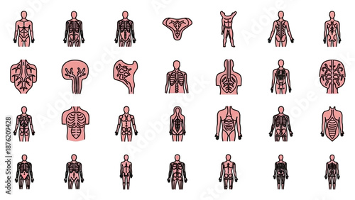 Human Anatomy Icons: Skeleton, Circulatory, and Organ Systems