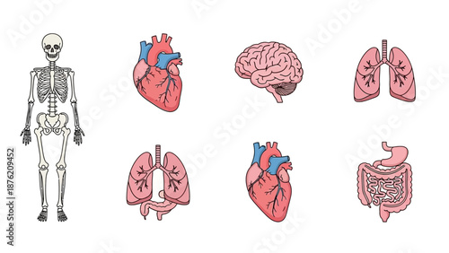Human Anatomy Icons: Skeleton, Heart, Brain, Lungs, Digestive System