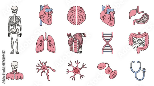 Human Anatomy Icons: Skeleton, Heart, Brain, Lungs, DNA, Cells, and Organs