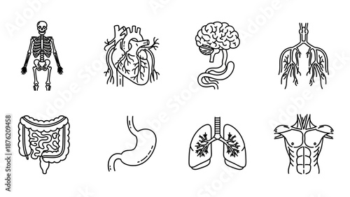Human Anatomy Icons: Skeleton, Heart, Brain, Lungs, Stomach, Intestines, Torso