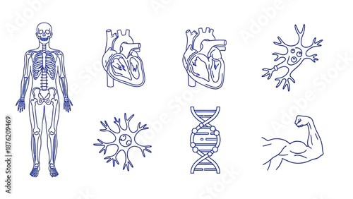 Human Anatomy Icons: Skeleton, Hearts, Neurons, DNA, Muscle Arm - Blue Line Art