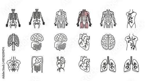 Human Anatomy Icons: Skeleton, Muscles, Brain, Heart, Lungs, Organs