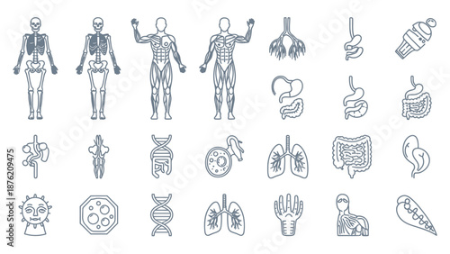 Human Anatomy Icons: Skeleton, Muscles, Organs, DNA, Cells, Virus, Lungs, Heart