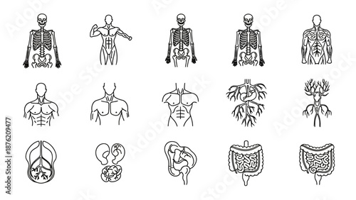 Human Anatomy Icons: Skeleton, Muscular System, Organs, Circulatory System