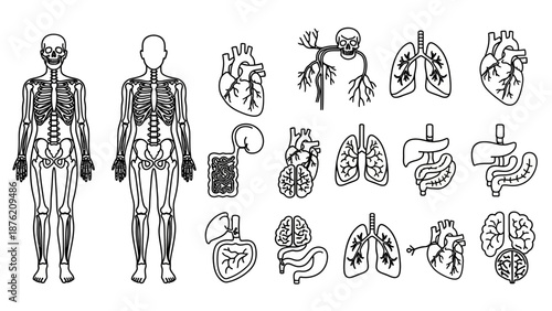 Human Anatomy Icons: Skeleton, Organs, Brain, Lungs, Heart, Liver, Stomach