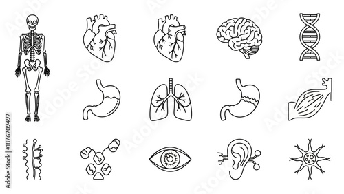 Human Anatomy Icons: Skeleton, Organs, DNA, Cells, Neuron, Eye, Ear