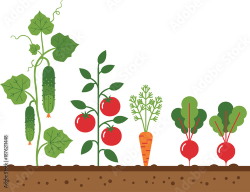 Vector Illustration of Vegetable Garden with Cucumber Tomato Carrot and Radish Growing in SoilVector Illustration of Vegetable Garden with Cucumber Tomato Carrot and Radish Growing in Soil