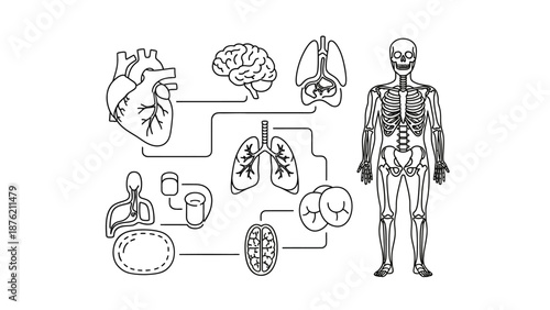 Human Anatomy Illustration: Skeleton, Brain, Heart, Lungs, and Organs