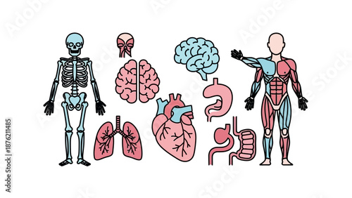 Human Anatomy Illustration: Skeleton, Muscles, Brain, Heart, Lungs, Stomach