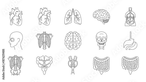 Human Anatomy Line Art Icons: Organs, Skeleton, Brain, Heart, Lungs