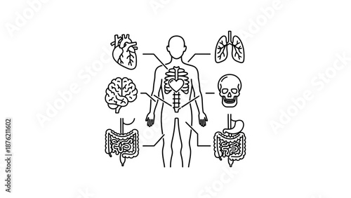 Human Anatomy Outline: Organs, Brain, Lungs, Heart, Skull, Digestive System