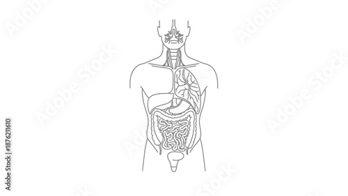 Human Anatomy Outline: Torso and Internal Organs