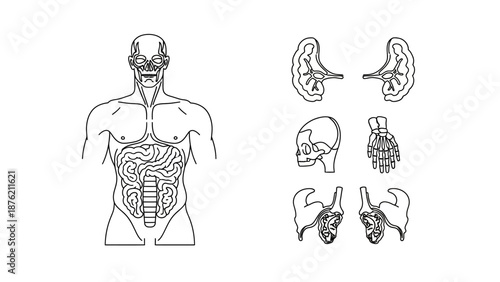 Human Anatomy Outline: Torso, Skull, Ear, Hand, and Shoulder Sections