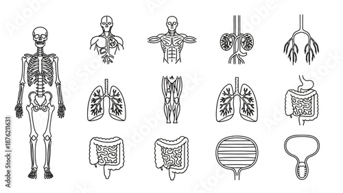 Human Anatomy Set: Skeleton, Organs, Muscular System - Vector Icons