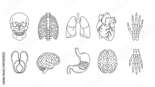 Human Anatomy Set: Skull, Ribcage, Lungs, Heart, Brain, Stomach, Hands