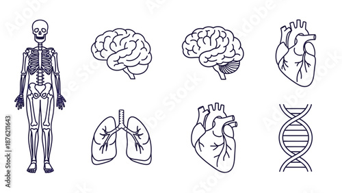 Human Anatomy Set: Skeleton, Brain, Lungs, Heart, DNA - Medical Illustration
