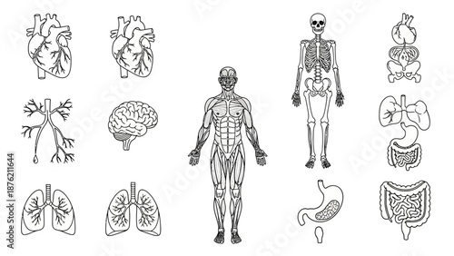 Human Anatomy Set: Organs, Skeleton, Muscular System, Brain, Lungs, Heart