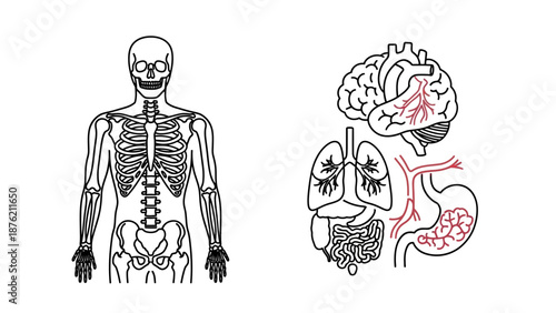Human Anatomy: Skeleton and Internal Organs - Brain, Lungs, Stomach