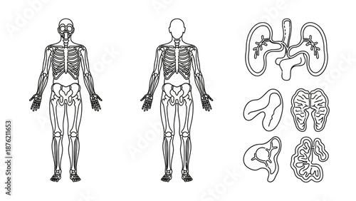 Human Anatomy Skeleton and Internal Organs Illustration