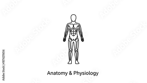 Human Anatomy Skeleton Line Drawing Medical Illustration