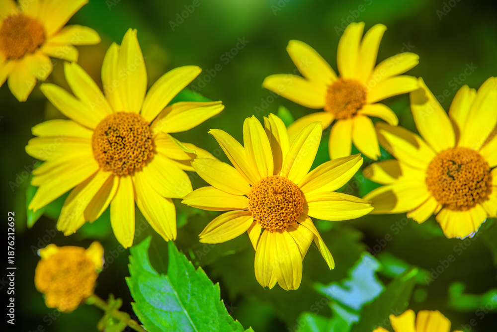 Obraz premium Yellow daisies grow in the meadow in summer 