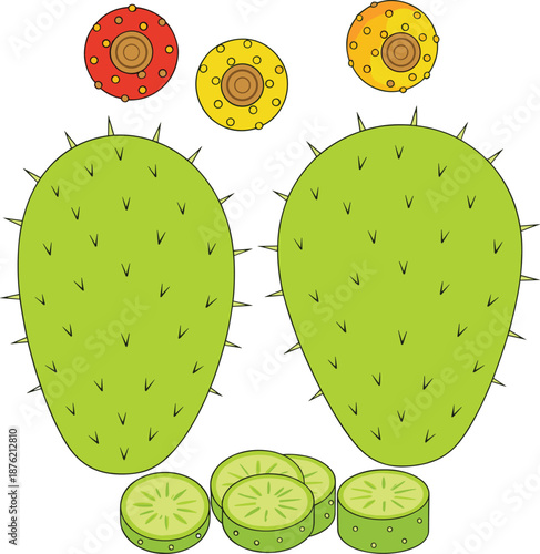 Vector Illustration Set of Prickly Pear Cactus Pads, Colorful Fruits and SlicesVector Illustration Set of Prickly Pear Cactus Pads, Colorful Fruits and Slices