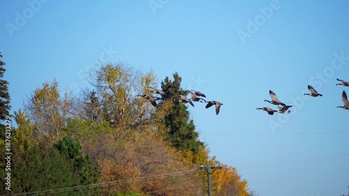 Real-time 4K footage of a group of wild geese flying in and arriving at a calm natural lake during a beautiful morning. Soft light and coordinated movement create a peaceful wildlife scene.