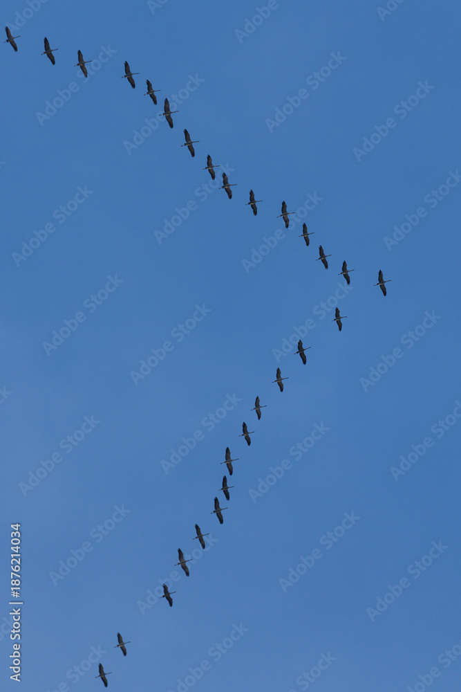 Fototapeta premium Crane birds (Grus) flying in v-formation migrating across blue sky