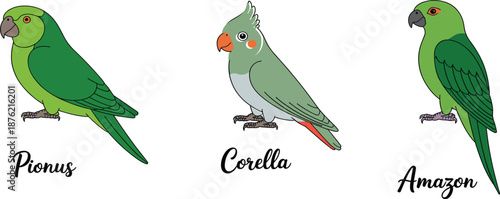 Collection of three green parrot species including Pionus Corella and Amazon flat vector bird illustrations