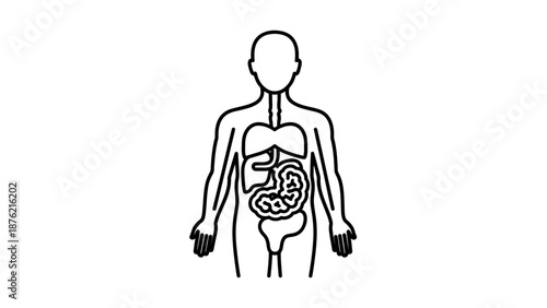 Human Digestive System Anatomy Outline