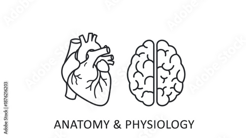 Human Heart and Brain Anatomy Outline Icons - Anatomy & Physiology Concept