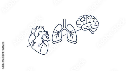 Human Heart Lungs and Brain Anatomy Connection - Medical Science Illustration