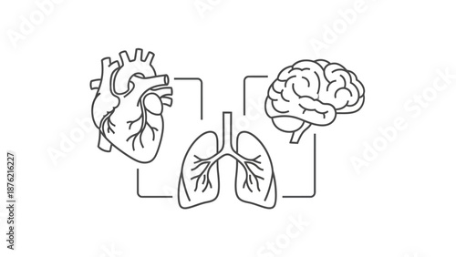 Human Heart Lungs Brain Connection Diagram