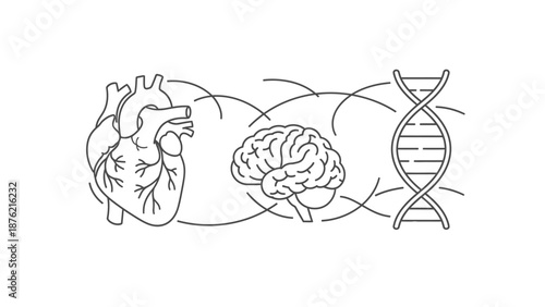 Human Heart, Brain, and DNA: The Core of Life and Genetics
