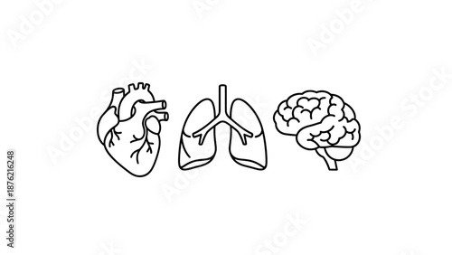 Human Heart, Lungs, and Brain Icons - Medical, Health, Science, Anatomy