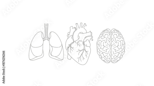 Human Organs: Lungs, Heart, and Brain Outline Icons