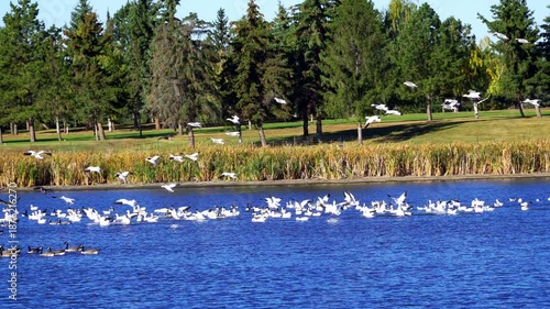Real-time 4K footage of a group of wild geese flying in and arriving at a calm natural lake during a beautiful morning. Soft light and coordinated movement create a peaceful wildlife scene.