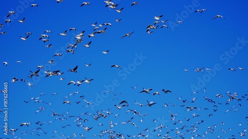 Real-time 4K footage of a group of wild geese flying in and arriving at a calm natural lake during a beautiful morning. Soft light and coordinated movement create a peaceful wildlife scene.