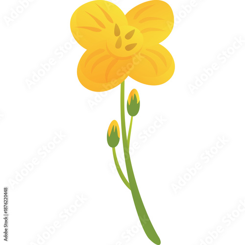 Yellow Rapeseed Flower with Buds