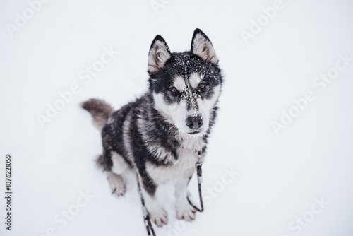 Beautiful Husky dog in snow with snowflakes on its nose. 