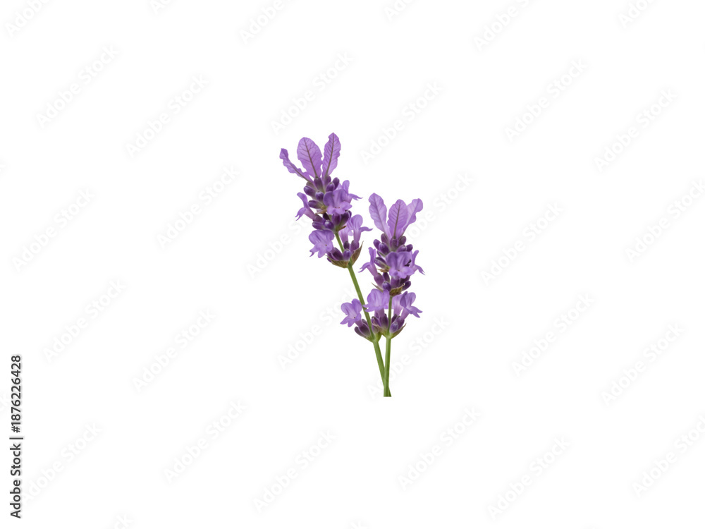 Fototapeta premium Lilac flowers isolated on transparent background png image with purple lilac blooms