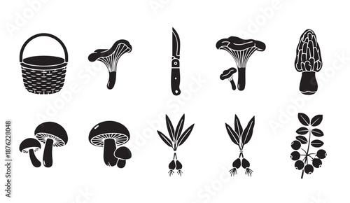 Vector illustration of various wild mushrooms and ingredients for foraging