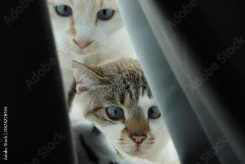 Friendly male cats