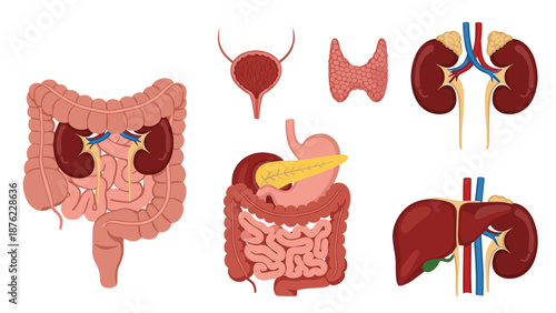 Detailed medical illustrations of various internal human organs include the intestines, kidneys, bladder, and digestive system.
